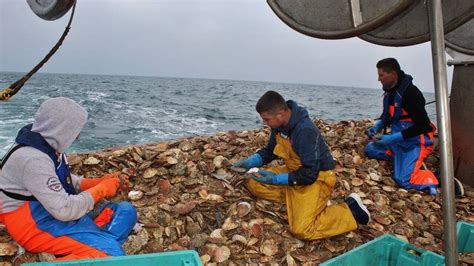 Pêche à la coquille Saint-Jacques en Normandie