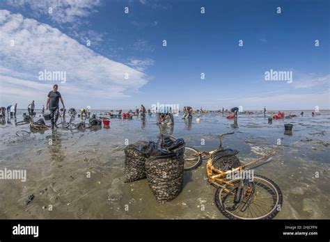Pêche à pied en baie de Somme