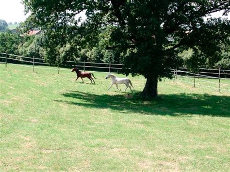 Pension pour chevaux