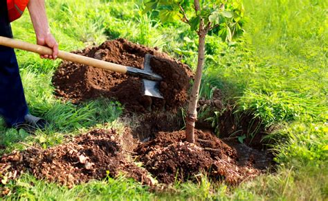 Plantation d'arbres fruitiers en Algérie