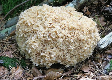 Polypore en ombelle