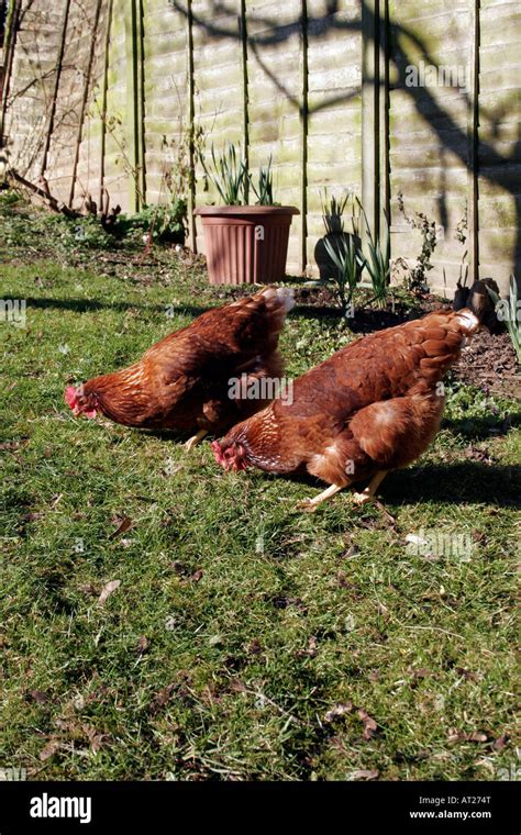 Poules dans un jardin