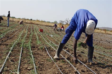 Projet agricole au Sénégal