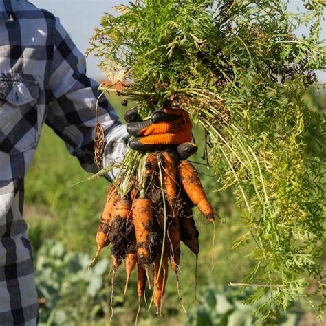 Récolte de carottes à la ferme