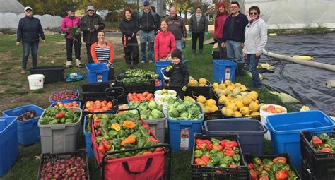 Récolte de légumes à la Ferme Ty Coz