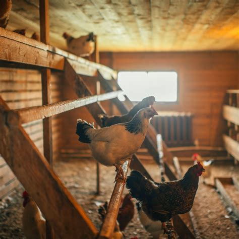 Réglementation Elevage Poules