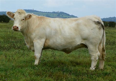 Race bovine Charolaise