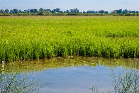 Rizières en Camargue