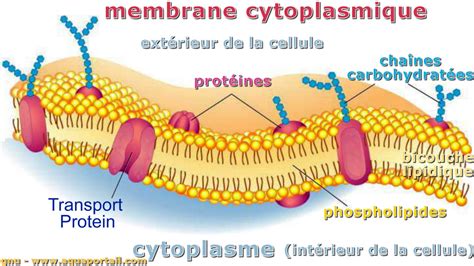 Schéma de la membrane cellulaire