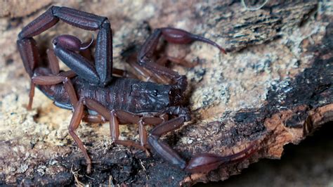 Scorpion Centruroides gracilis