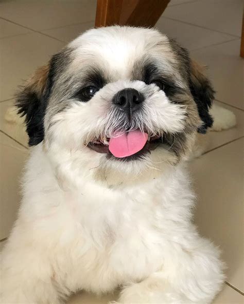 Shih Tzu