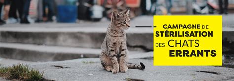 Stérilisation de chats errants
