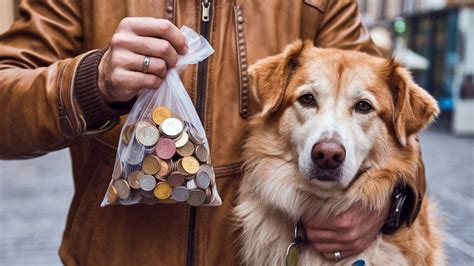 Taxe sur les chiens en Allemagne