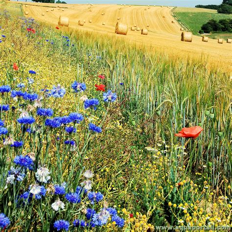 Terres en jachère et biodiversité