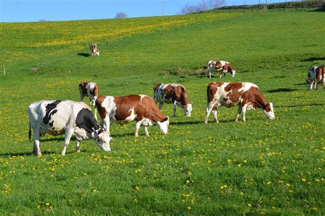 Vaches dans un pâturage