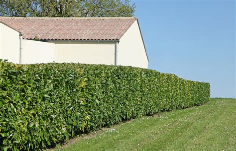 Variétés de haies persistantes