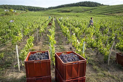 Vendanges en Champagne