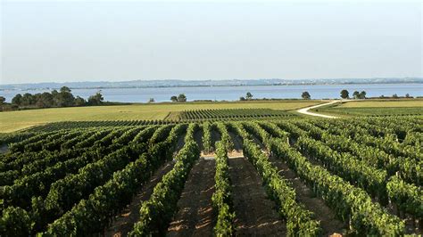 Vignes de Saint-Estèphe
