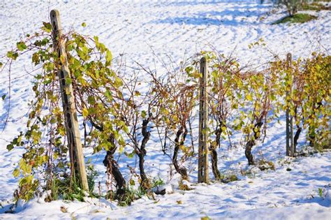 Vignoble en hiver