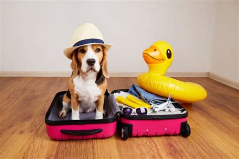 Voyager avec son animal de compagnie