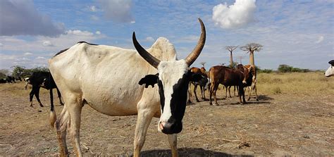 Zébu à Madagascar